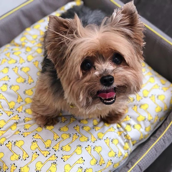 Foto 1 Perola Negra Pet Shop