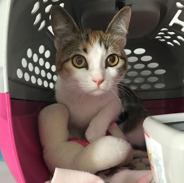 Foto 2 Perola Negra Pet Shop