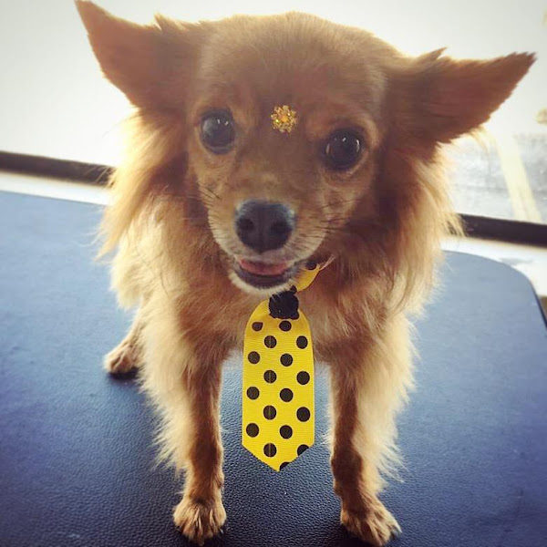 Foto 3 Petiscão Pet Shop