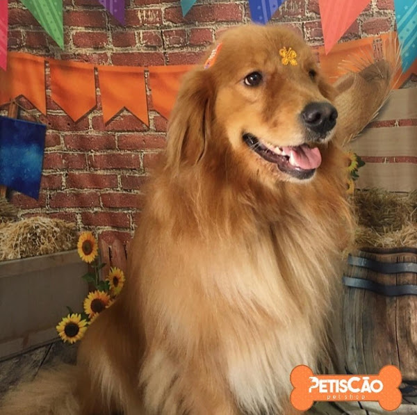 Foto 4 Petiscão Pet Shop