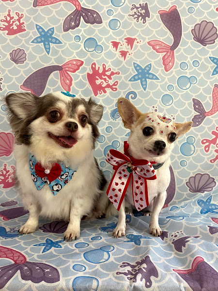 Foto 1 Alena Pet Shop