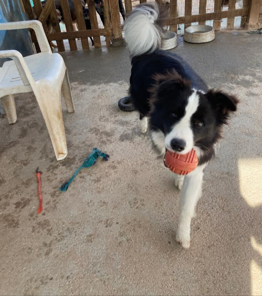 Foto 2 Alena Pet Shop Foto 2 Alena Pet Shop