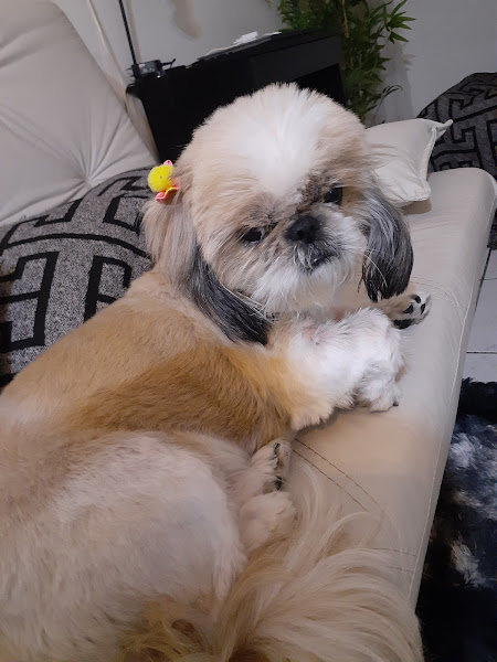 Foto 1 EstimaCão Pet Shop