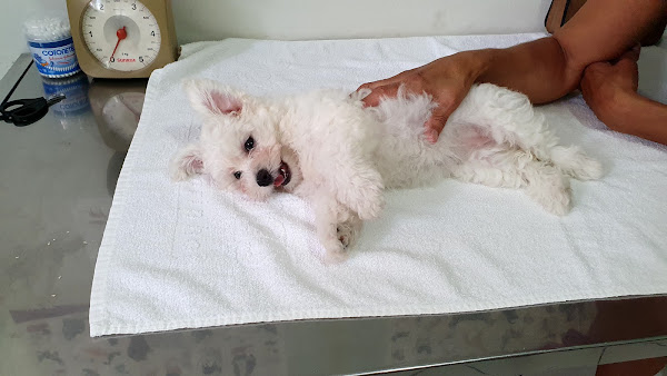 Foto 2 EstimaCão Pet Shop