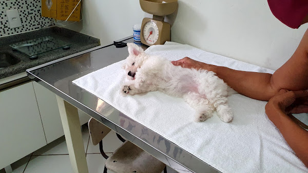 Foto 3 EstimaCão Pet Shop