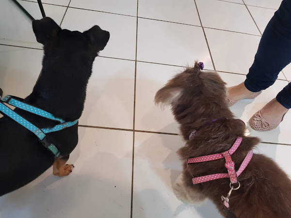 Foto 4 EstimaCão Pet Shop