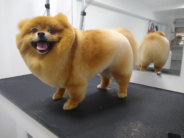 Foto 1 Patas e Raízes