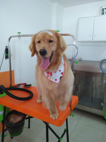 Foto 1 Petshop e Agropet DogShow