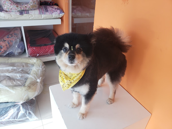 Foto 2 Petshop e Agropet DogShow