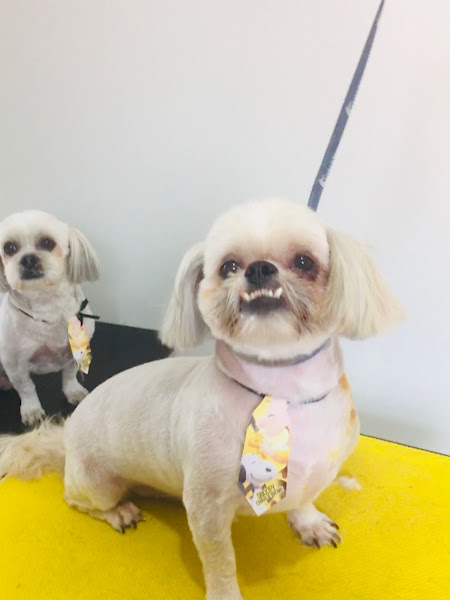 Foto 1 Cão que Late Pet Shop