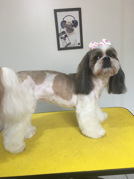 Foto 2 Cão que Late Pet Shop