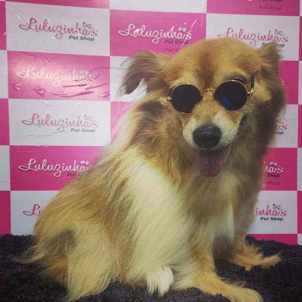 Foto 1 Luluzinha's Pet Shop