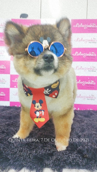 Foto 2 Luluzinha's Pet Shop Foto 2 Luluzinha's Pet Shop