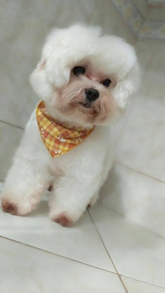 Empório da Jully Pet Shop