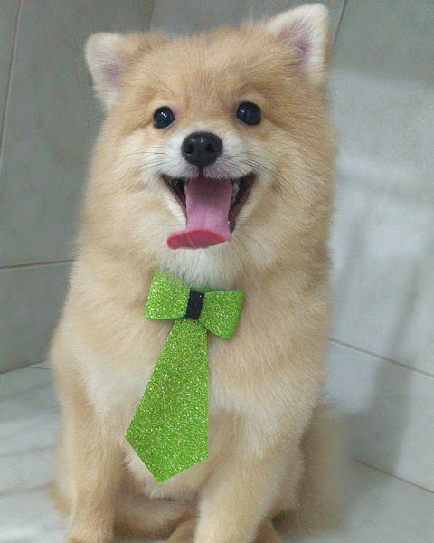 Foto 1 Empório da Jully Pet Shop