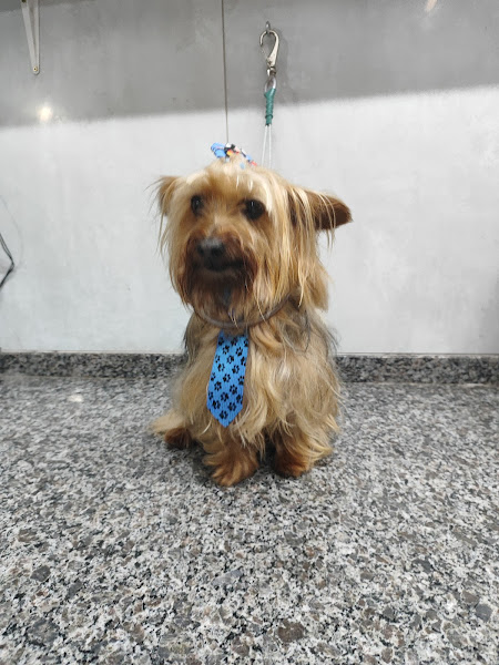 Foto 1 Pet Lovers Pet Shop