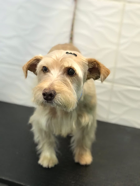 Foto 1 Da Patinha Pet Shop, Estética animal e Consultório Veterinário