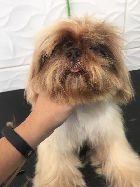 Foto 2 Da Patinha Pet Shop, Estética animal e Consultório Veterinário