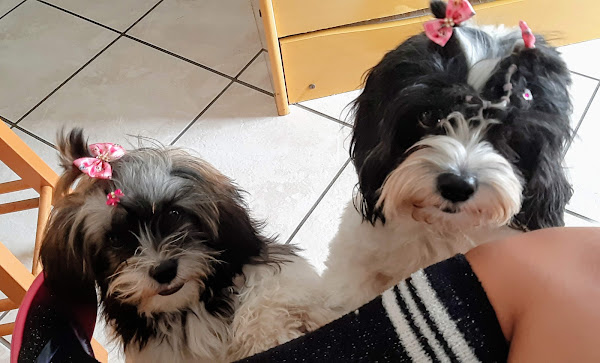 Foto 3 Da Patinha Pet Shop, Estética animal e Consultório Veterinário