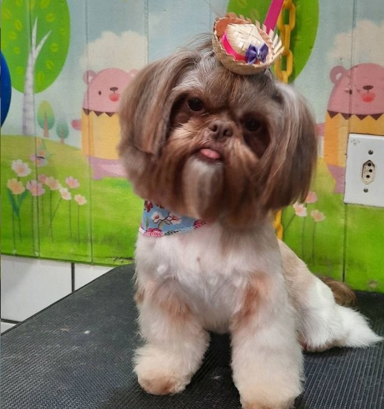 Foto 1 Pet Shop Peketitos