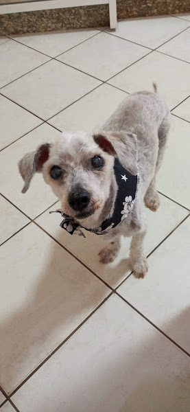 Foto 2 Pet Shop Peketitos Foto 2 Pet Shop Peketitos