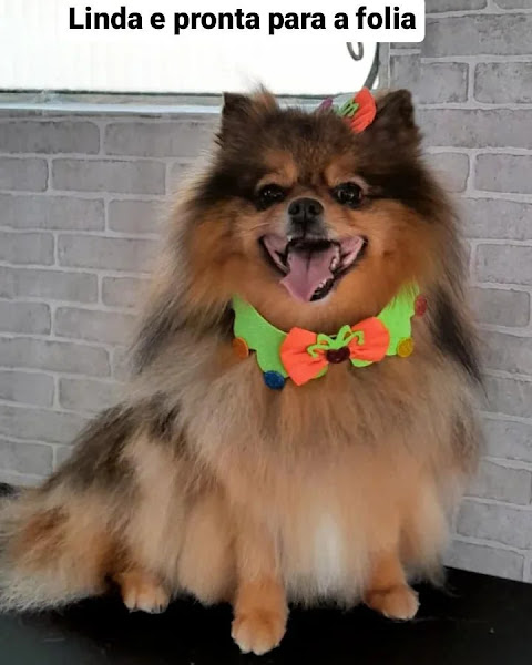 Foto 1 Pet Shop Calicão