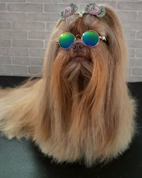 Foto 2 Pet Shop Calicão