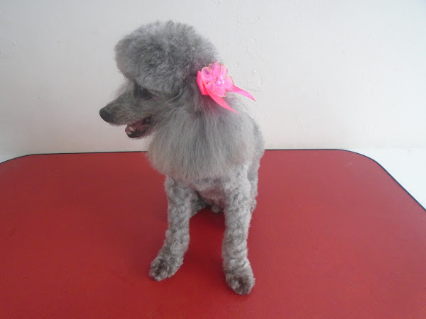 Foto 3 Pet Shop Calicão