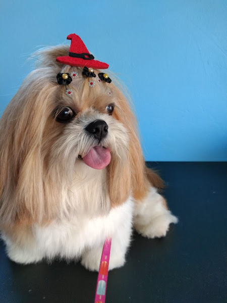 Foto 4 Pet Shop Calicão