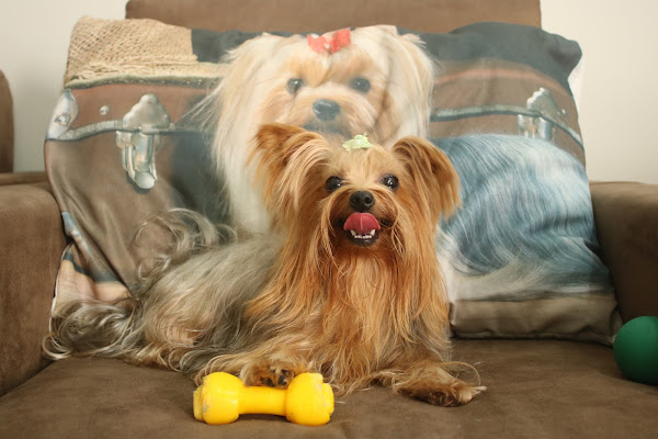 Foto 1 A Casa do Pet