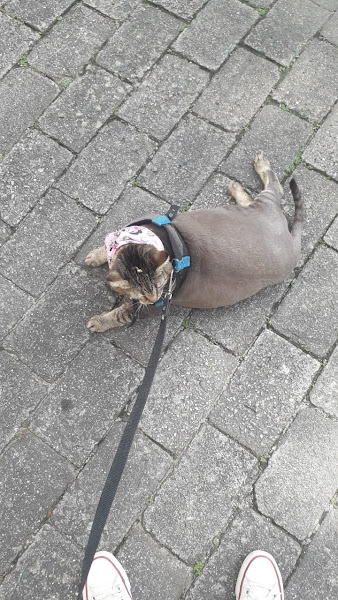 Foto 3 A Casa do Pet Foto 3 A Casa do Pet