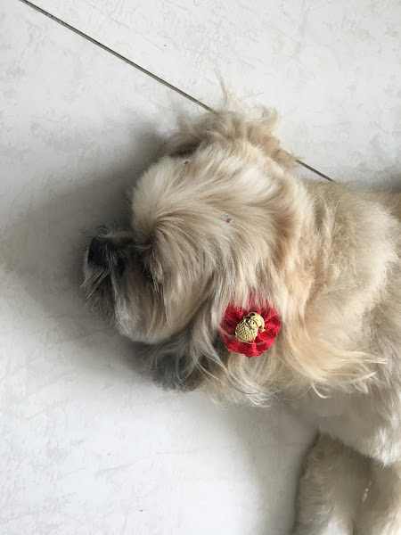 Foto 3 Pet Star Pet Shop