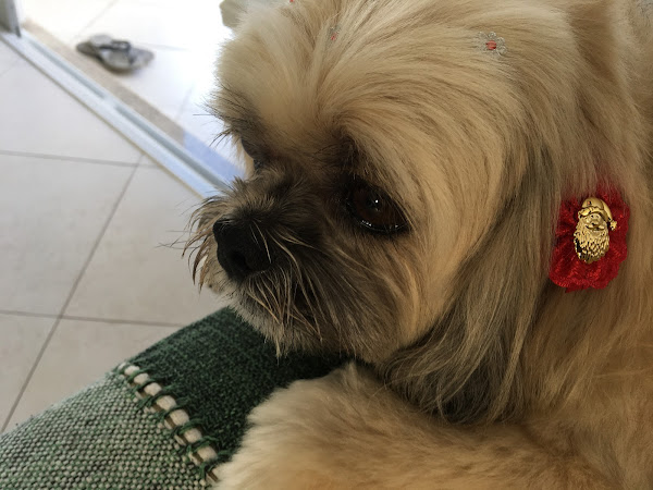 Foto 4 Pet Star Pet Shop