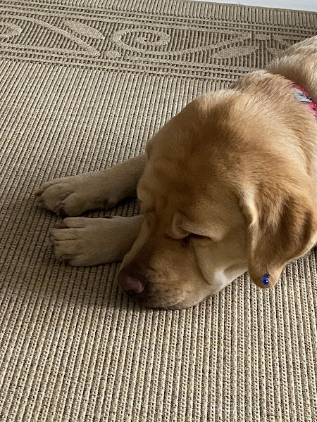 Foto 5 Pet Star Pet Shop