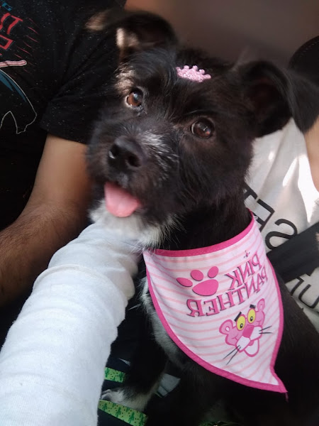 Foto 2 Cantinho do Cão Pet Shop