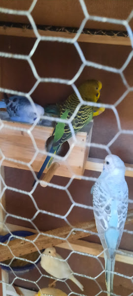Foto 2 Armazém dos Bichos Aviário e Pet Shop