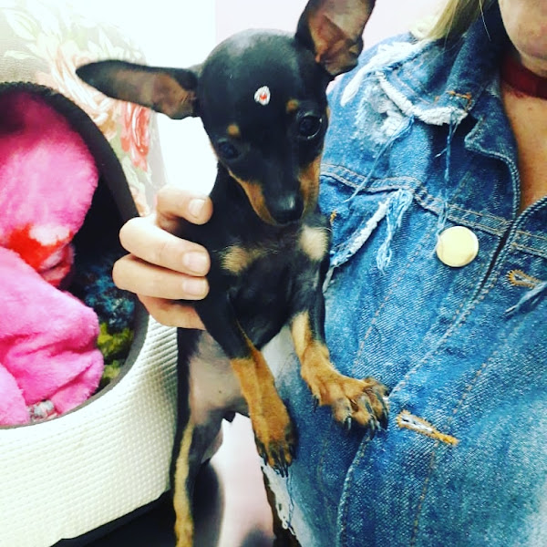 Foto 2 PET SHOP LOJA DOS BICHOS BISTEK Costeira- MEDICAMENTOS / RAÇÕES / ACESSÓRIOS / PROMOÇÕES