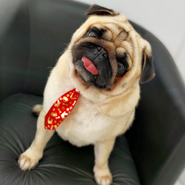 Foto 2 Banho e Tosa Express