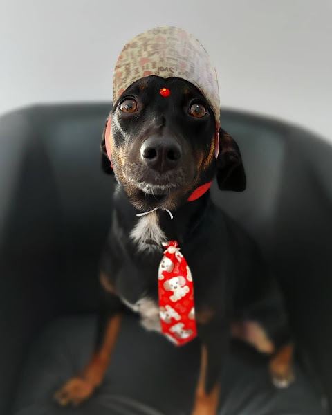 Foto 5 Banho e Tosa Express