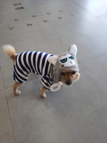 Foto 1 JUNGLE PETSHOP