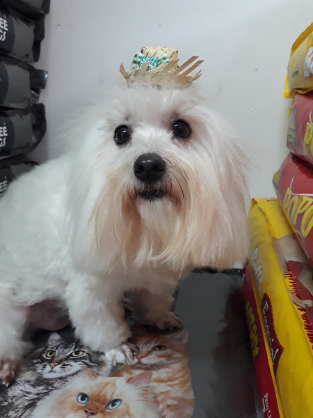 Foto 2 PET A BORDO PET SHOP E VETERINÁRIA