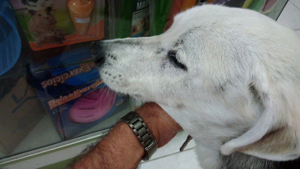 Foto 3 PET A BORDO PET SHOP E VETERINÁRIA