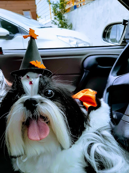 Foto 3 Mi-Au Pet Center