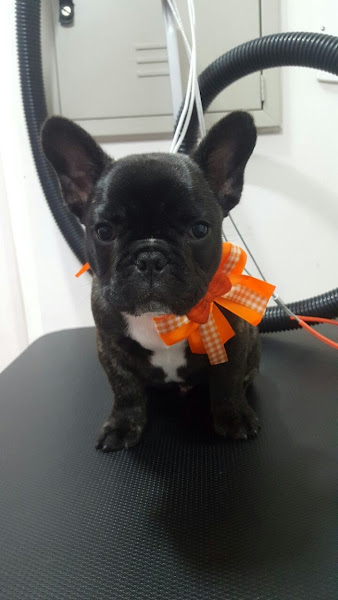 Foto 2 Mimo Dos Bichos