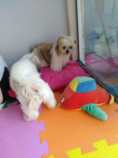 PET da CASA - Pet Shop e Banho&Tosa