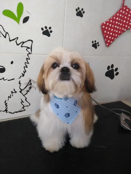 Foto 1 PET da CASA - Pet Shop e Banho&Tosa