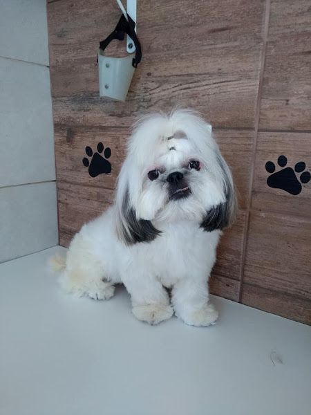 Foto 2 PET da CASA - Pet Shop e Banho&Tosa