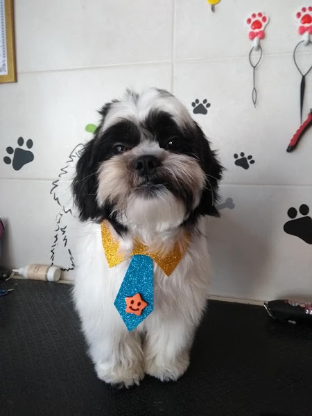 Foto 4 PET da CASA - Pet Shop e Banho&Tosa