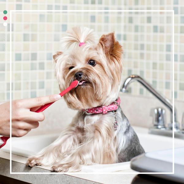 Foto 2 Pet Petit Florianópolis