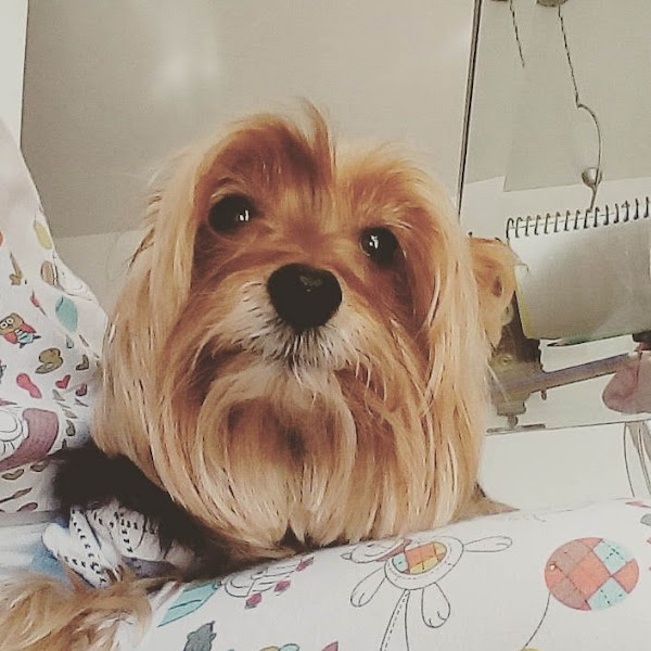 Foto 3 Pet Petit Florianópolis